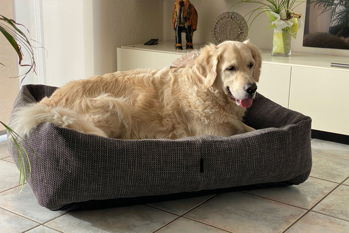 Dotty Hundebett Impression